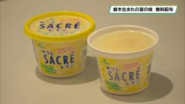 猛暑に涼を　サクレレモン無料配布　宇都宮