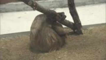 園内初の室内展示場を開設　宇都宮動物園にナマケモノが初登場