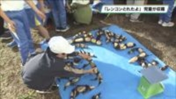 レンコンとれたよ　児童が育てたレンコン収獲　宇都宮市御幸が原小