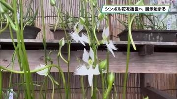 シンボル花を後世へ　絶滅危惧種サギソウを展示　河内地区市民センター　宇都宮市