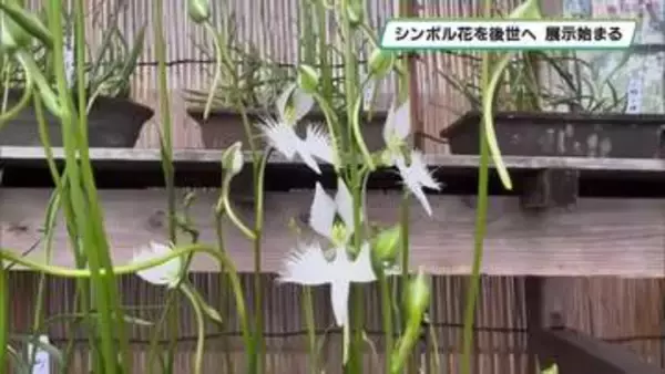 シンボル花を後世へ　絶滅危惧種サギソウを展示　河内地区市民センター　宇都宮市