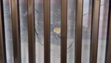 弾らしきもの通過する様子　店の防カメに映る　器物損壊容疑で警察が捜査　日光市