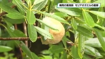 白いフワフワの泡の正体は　モリアオガエルの産卵　日光市