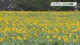 「避暑地・那須　夏を代表する花「ヒマワリ」これから見頃へ　那須ハートフルファーム」の画像1