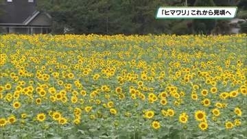 避暑地・那須　夏を代表する花「ヒマワリ」これから見頃へ　那須ハートフルファーム