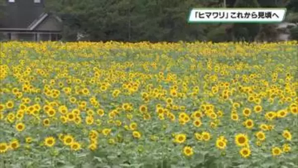 避暑地・那須　夏を代表する花「ヒマワリ」これから見頃へ　那須ハートフルファーム