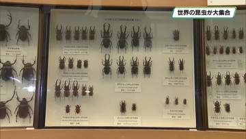 世界の昆虫が大集合「世界と佐野の昆虫展」佐野市郷土博物館