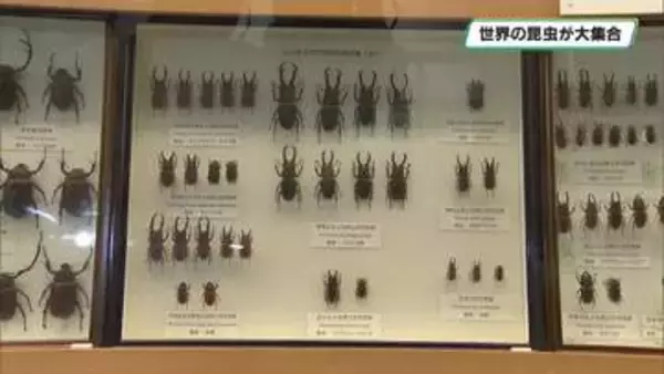 世界の昆虫が大集合「世界と佐野の昆虫展」佐野市郷土博物館