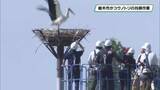 「栃木市のコウノトリに托卵作業を実施　別のペアの卵と取り換える　早ければ５月中にヒナ誕生」の画像1