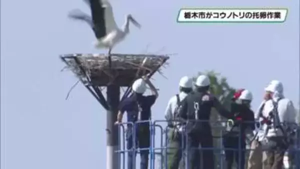 栃木市のコウノトリに托卵作業を実施　別のペアの卵と取り換える　早ければ５月中にヒナ誕生