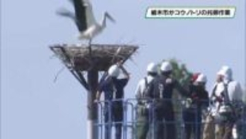栃木市のコウノトリに托卵作業を実施　別のペアの卵と取り換える　早ければ５月中にヒナ誕生