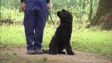「警察犬が日ごろの訓練成果披露」の画像1