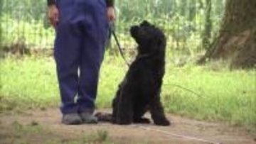 警察犬が日ごろの訓練成果披露