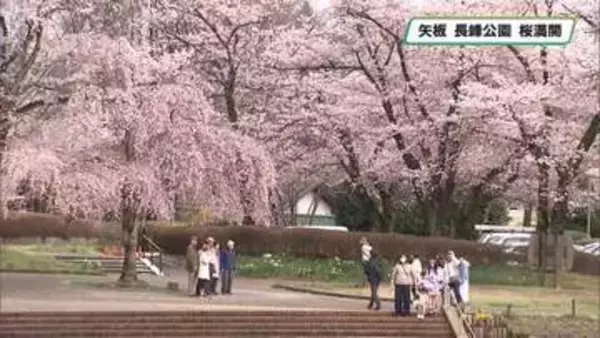 矢板市の長峰公園囲う１５０本のソメイヨシノ　散策を楽しむ