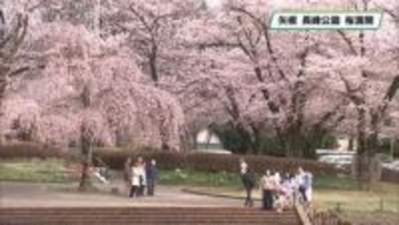 矢板市の長峰公園囲う１５０本のソメイヨシノ　散策を楽しむ