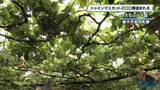 「収穫前のシャインマスカット盗難 200房で24万円相当か 栃木市」の画像1