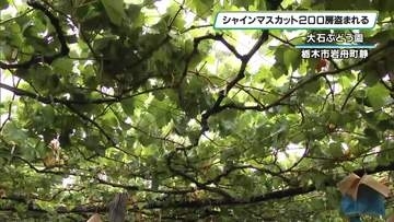 収穫前のシャインマスカット盗難 200房で24万円相当か 栃木市