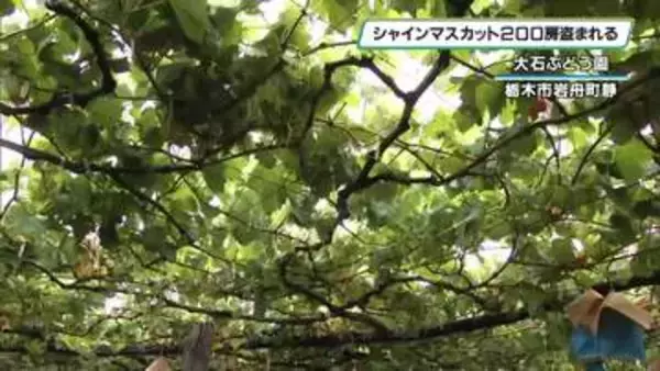 収穫前のシャインマスカット盗難 200房で24万円相当か 栃木市