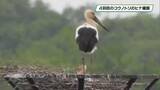「渡良瀬遊水地のコウノトリ　４羽目のヒナ確認　小山市」の画像1