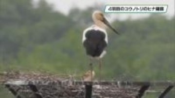 渡良瀬遊水地のコウノトリ　４羽目のヒナ確認　小山市
