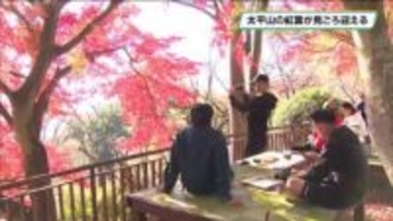 太平山の紅葉が例年より１週間早い見ごろを迎える　栃木市