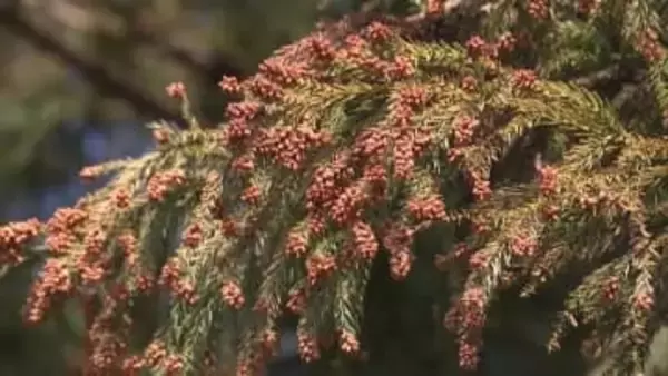 今年の花粉症シーズン本格化　専門家に傾向と対策聞く　栃木県