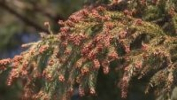 今年の花粉症シーズン本格化　専門家に傾向と対策聞く　栃木県