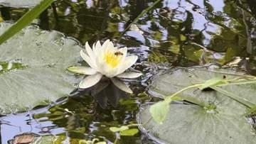 梅雨の時期に咲く多田羅沼のスイレン見ごろ　市貝町