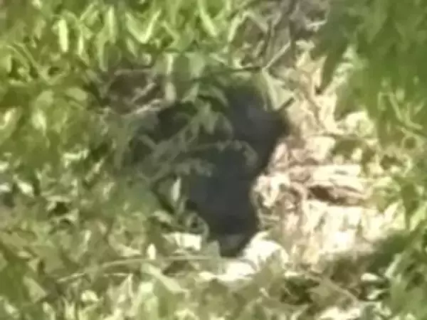 住民「こんな近くで出るなんて…」春に出没相次ぐクマ 冬眠明けで出産間もない『親子グマ』に注意を