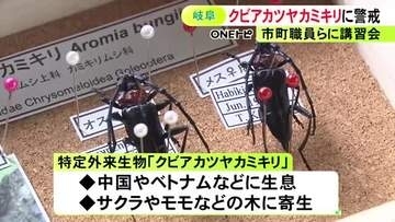 幼虫潜む木には“痕跡”が…サクラの木など枯らす特定外来生物『クビアカツヤカミキリ』被害防止のための講習会