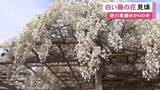 「家康ゆかりの寺…愛知県岡崎市の松應寺で“白い藤の花”が満開 空襲で焼け野原になった境内に当時の住職が植える」の画像1