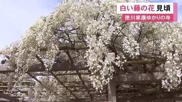 家康ゆかりの寺…愛知県岡崎市の松應寺で“白い藤の花”が満開 空襲で焼け野原になった境内に当時の住職が植える