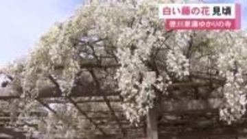 家康ゆかりの寺…愛知県岡崎市の松應寺で“白い藤の花”が満開 空襲で焼け野原になった境内に当時の住職が植える