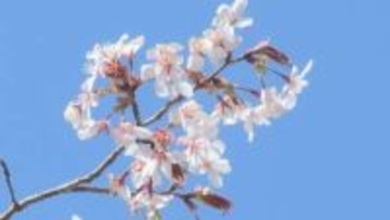 2018年に103年ぶり新種認定…三重県熊野市で『クマノザクラ』が満開に 例年とほぼ同じ3月初旬から咲き始める