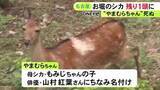「残るは母親の“もみじちゃん”1頭に…名古屋城のお堀のシカ“やまむらちゃん”死ぬ 人間の50～60歳位で老衰か」の画像1