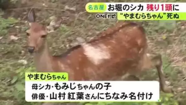 残るは母親の“もみじちゃん”1頭に…名古屋城のお堀のシカ“やまむらちゃん”死ぬ 人間の50～60歳位で老衰か
