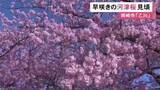 「“葵桜”の名で親しまれる…愛知県岡崎市で早咲きの河津桜が満開 乙川沿い約600mにわたって86本が植えられる」の画像1