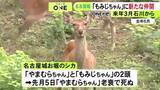 「先月から“もみじちゃん”1頭に…名古屋城のお堀のシカ 来年3月を目標に若いメス1頭を石川県森林公園から譲り受ける方針」の画像1