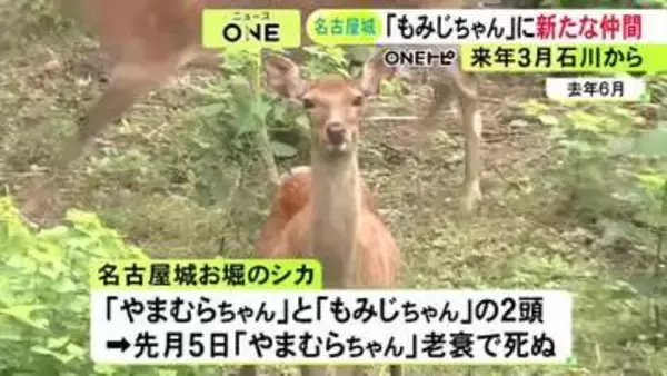 先月から“もみじちゃん”1頭に…名古屋城のお堀のシカ 来年3月を目標に若いメス1頭を石川県森林公園から譲り受ける方針