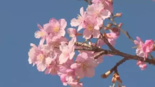 “ごんべえ桜”の愛称で親しまれる…三重県紀北町で早咲きの『河津桜』が見頃 約100本が一気に花開く