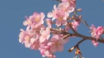 “ごんべえ桜”の愛称で親しまれる…三重県紀北町で早咲きの『河津桜』が見頃 約100本が一気に花開く