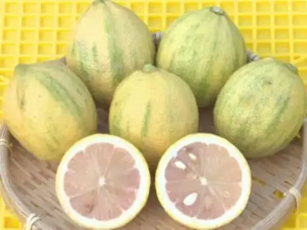 爽やかな香り漂う…果肉がピンク色のレモン『ピンクレモネード』の収穫作業 三重県紀北町の農園で100本ほど栽培