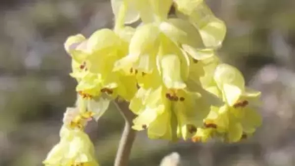 例年より10日ほど早く開花…春の訪れを告げる『トサミズキ』の花が見ごろ 三重県紀北町・種まき権兵衛の里