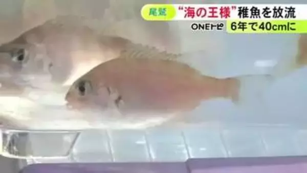 6年後には体長40cm程に…“海の王様”マダイの稚魚を放流 6cm程に育ったものを約5万4千匹 三重県尾鷲市
