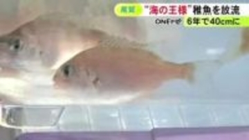 6年後には体長40cm程に…“海の王様”マダイの稚魚を放流 6cm程に育ったものを約5万4千匹 三重県尾鷲市