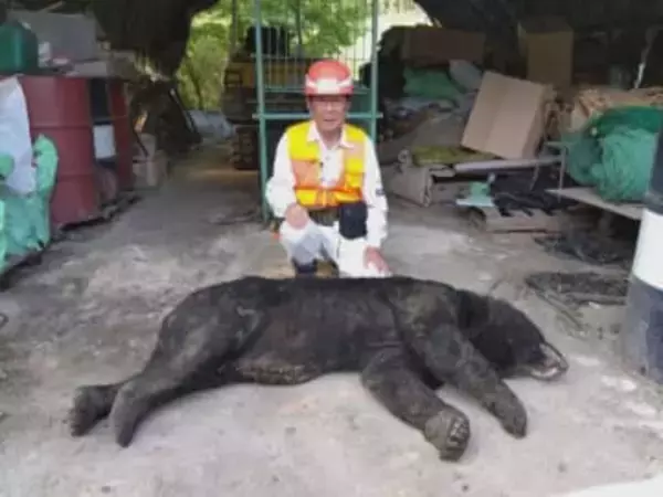 米ぬかの味覚えて繰り返し…体長140cm超のクマが農機具など保管する倉庫に ワナにかかり駆除も住民の警戒続く