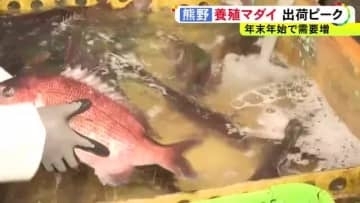 カゴに入れ生きたまま…正月に需要増える『養殖マダイ』の出荷が最盛期 年末年始だけで約3万匹 三重県熊野市