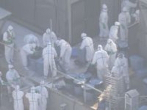 三重県では15年ぶり…津市の養鶏場でニワトリから『高病原性鳥インフルエンザ』約2万5千羽の殺処分を開始