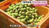 「大きく色付き良い梅に…高齢化が進む住民10人だけの“限界集落”で南高梅の収穫が最盛期 三重県熊野市」の画像1