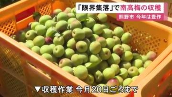 大きく色付き良い梅に…高齢化が進む住民10人だけの“限界集落”で南高梅の収穫が最盛期 三重県熊野市